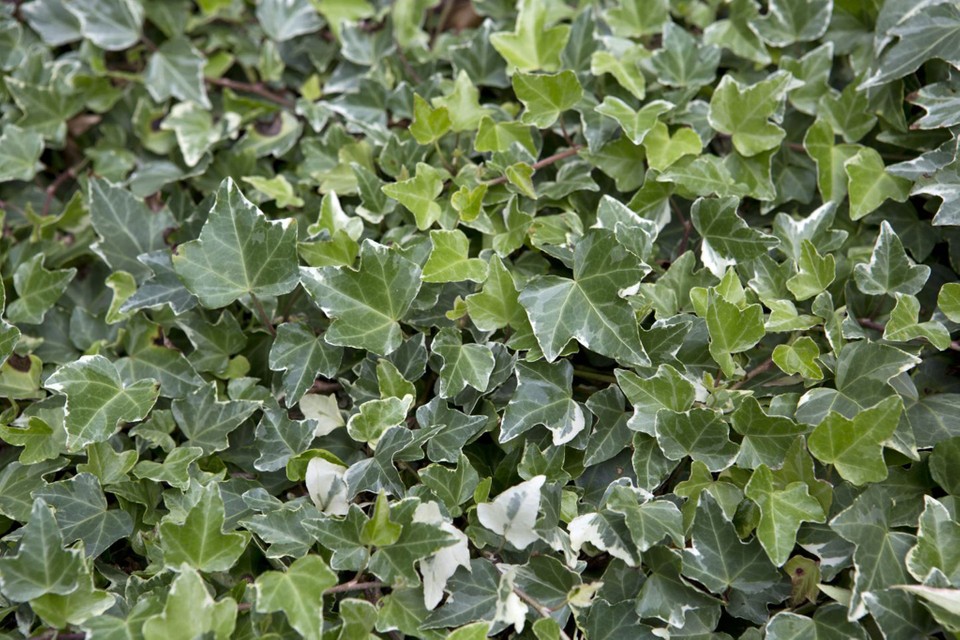 Ivy Leaf Extract - Learn More About Ivy Leaf Extract, Bionorm